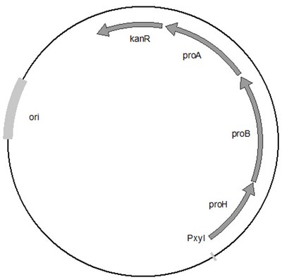 一株生產反式-4-羥基-L-脯氨酸的重組菌株及其構建與應用專利_-啟信寶